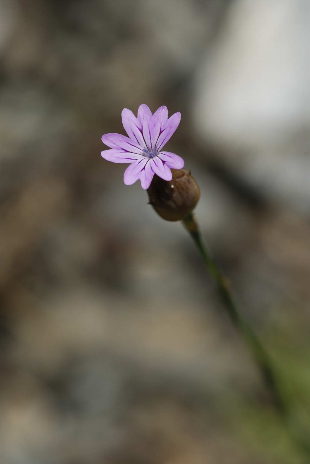 Fiorellino viola ... infiorescenza ... (Petrorhagia sp.)